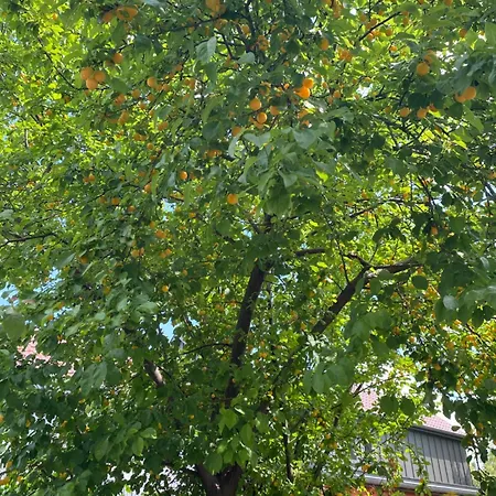 Bookingalsace - Maison Mittelharth Parking Jardin Colmar