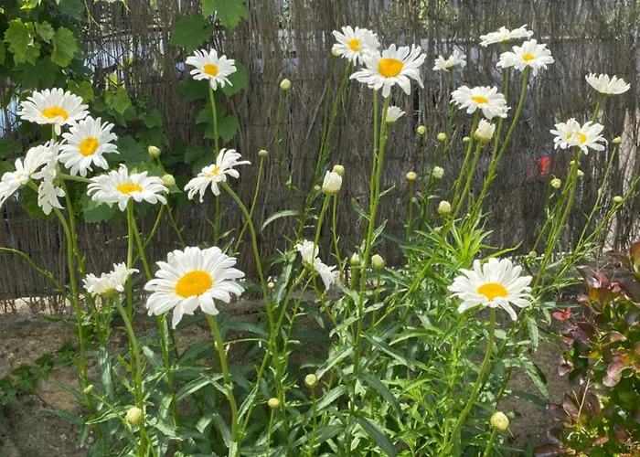 Holiday home Bookingalsace - Maison Mittelharth Parking Jardin Colmar