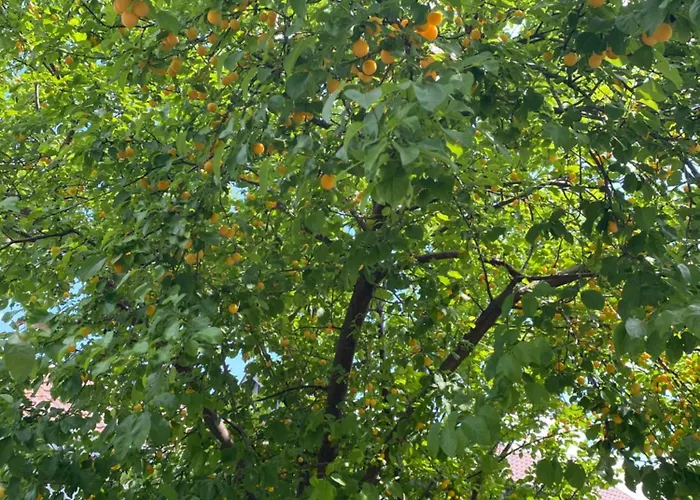 Bookingalsace - Maison Mittelharth Parking Jardin קולמר